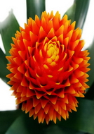 گازمانیا کانیفرا